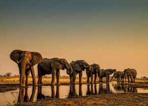 Beverly Joubert Instagram - For social animals, wisdom and strength often come from matriarchs. In elephant societies, the most knowledgeable and experienced females take up leadership roles, using their years of wisdom to guide the rest of the herd to food or water. Their importance to the stability of the group is immeasurable. Without them, the intricate bonds that hold the herd together may crumble.⁣⁣
⁣⁣
On South Africa’s National Women’s Day, we honour the powerful female leaders who guide their herds through challenges and protect future generations – both in the animal kingdom and in our own lives.⁣⁣
⁣⁣
Here’s to the women who, like elephant matriarchs, lead with courage, nurture with love, and inspire with grace.⁣⁣
⁣⁣
#NationalWomensDay #Matriarchs #Elephants #WomenInLeadership #WildlifeWarriors #FemaleEmpowerment