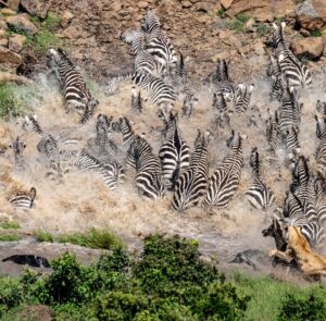 Beverly Joubert Instagram - The chaos of the crossing. Each year, millions of ungulates charge across the East African plains in search of fresh grazing grounds, trekking across vast savannahs and weaving their way through predator-rich woodlands. Perhaps their greatest challenge involves negotiating multiple river crossings where steep banks, opportunistic crocodiles and dangerous, churning waters sometimes combine. Predators like lions have learnt to take advantage of these natural obstacles, striking in the midst of the frenzy, often picking off the weaker members of the herd. It can be tough to watch these moments, but it's a reminder of the delicate balance of life in the wild, where savagery and survival are deeply intertwined.⁣
⁣
#lions #migration #zebra