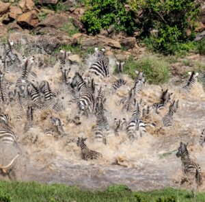 Beverly Joubert Instagram - The chaos of the crossing. Each year, millions of ungulates charge across the East African plains in search of fresh grazing grounds, trekking across vast savannahs and weaving their way through predator-rich woodlands. Perhaps their greatest challenge involves negotiating multiple river crossings where steep banks, opportunistic crocodiles and dangerous, churning waters sometimes combine. Predators like lions have learnt to take advantage of these natural obstacles, striking in the midst of the frenzy, often picking off the weaker members of the herd. It can be tough to watch these moments, but it's a reminder of the delicate balance of life in the wild, where savagery and survival are deeply intertwined.⁣
⁣
#lions #migration #zebra