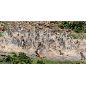 Beverly Joubert Instagram - The chaos of the crossing. Each year, millions of ungulates charge across the East African plains in search of fresh grazing grounds, trekking across vast savannahs and weaving their way through predator-rich woodlands. Perhaps their greatest challenge involves negotiating multiple river crossings where steep banks, opportunistic crocodiles and dangerous, churning waters sometimes combine. Predators like lions have learnt to take advantage of these natural obstacles, striking in the midst of the frenzy, often picking off the weaker members of the herd. It can be tough to watch these moments, but it's a reminder of the delicate balance of life in the wild, where savagery and survival are deeply intertwined.⁣
⁣
#lions #migration #zebra