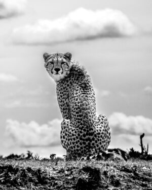 Beverly Joubert Instagram - Cheetahs spend much of their time scoping the landscape for food or foe. These cats are built for life on the open plains. Eyes set high on their heads help maximise binocular vision, while specially adapted retinas provide a wide-angle view of their surroundings. On the predator-rich plains of Kenya, these cats need every advantage they can get to compete with rivals, and these adaptations help them fulfill a unique ecological niche.⁣
⁣
⁣
#cheetah #cat #wildlife