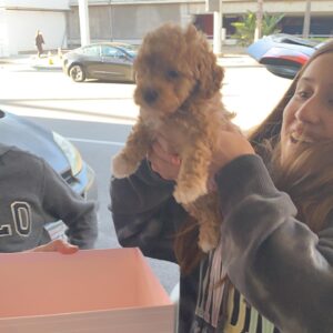 Bijan Ali Instagram - My Birthday Day Gift!! 
🐶 Ginger Amara Ali 🐶
.
.
.
.
#toypoodle
#ginger