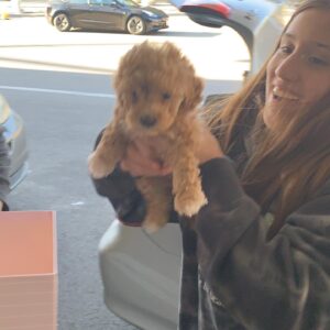 Bijan Ali Instagram - My Birthday Day Gift!! 
🐶 Ginger Amara Ali 🐶
.
.
.
.
#toypoodle
#ginger