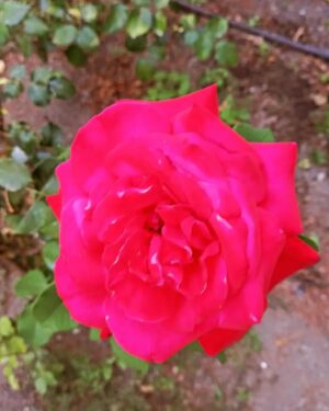 Birgül Ulusoy Instagram - 🌼 Birgül