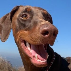 Brad William Henke Instagram - FEELING 💯- many Have been asking for a health update. I am recovered and feeling better than I have in 15 years.  No more follow ups - I’m swimming, biking , took new pictures , got a new dog and I’m shooting a movie right now - so life is good - Thank you for your well wishes🙏🏽