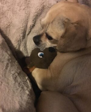 Brad William Henke Instagram - Girlfriend is hurt that she is not getting many likes 😪. This is my dog “Girlfriend” Henke snuggling with her baby reindeer.  She misses me sooooo much when I am out of town ❤️❤️❤️. I have to start taking my dogs with me when I work in different cities -they r 11 years old and I hate missing days of their lives 😪