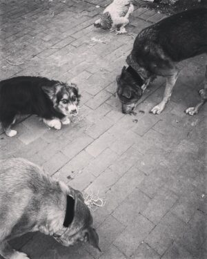 Brendan Fehr Instagram - #Family #pets enjoying a meal together