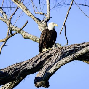 Brian Kelly Instagram - Releasing a bald eagle back into the wild after being treated at the LSU Vet School
