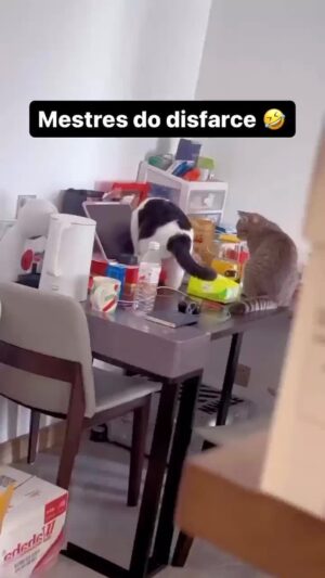 Bruna Lombardi Instagram - Tem gente que não vale nada e sabe disso... rsrs

#gatosengraçados
#animais
#gato
#humor