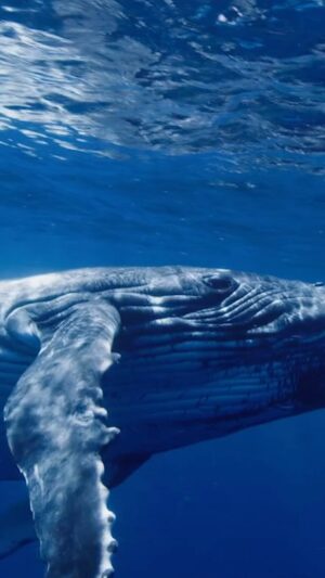 Bryan Adams Instagram - If the oceans die, we all die. #freepaulwatson
