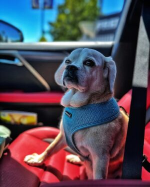 Bryan Fuller Instagram - DOG IS MY CO-PILOT