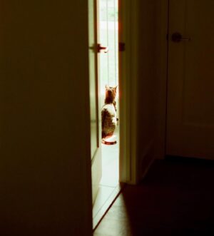 Bryce Gheisar Instagram - Recently - on Vision 3 400D 35mm 36 Exposure Roll from @reformedfilmlab