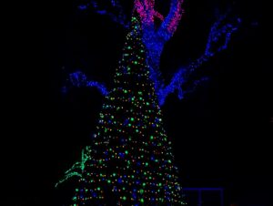 Camden Gray Instagram - // zoolights 2024🥳 #phxzoo #zoolights