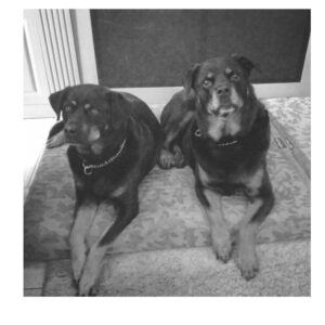 Carmela Zumbado Instagram - Watching the #puppybowl with the world's best puppiessss 💕 🎀💗💕💗💞🎀 #LuluandKatie #rotties #Superbowl #rottweilers #mylife #myclique #mygirls