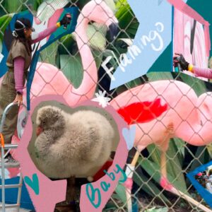 Carol Wang Instagram - Arte da família de Flamingos , eles nascem cinzinhas e ficam cor de rosa 💕🦩🥹🎨 e tem varios aqui no @zoosaopaulo 
.
.

#flamingo #mural #graffiti #pintura #desenho #artes