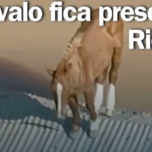 Carol Wang Instagram - O ‘’ Cavalo Caramelo’’... ficou mais de 5 dias ilhado em cima do telhado sem poder se movimentar e nem se alimentar... foi resgatado hoje pela manhã e apesar de assustado esta bem ! Muita oração aos animais que também estão sofrendo nesse momento 😔🙏🏻✨ Uma arte em homenagem a forte caramelo que resistiu a esses tempos difíceis. 
A venda do print esta disponível, todo valor será revertido para apoiadores do RS. 
• Segue indicações seguras de apoiadores na causa por RS: 
Causa animal: @deisefalci 
Ponto de coleta SP : @cruzvermelhasaopaulo 
.
.
#rs #riograndedosul