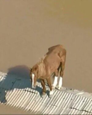 Carol Wang Instagram - O ‘’ Cavalo Caramelo’’... ficou mais de 5 dias ilhado em cima do telhado sem poder se movimentar e nem se alimentar... foi resgatado hoje pela manhã e apesar de assustado esta bem ! Muita oração aos animais que também estão sofrendo nesse momento 😔🙏🏻✨ Uma arte em homenagem a forte caramelo que resistiu a esses tempos difíceis. 
A venda do print esta disponível, todo valor será revertido para apoiadores do RS. 
• Segue indicações seguras de apoiadores na causa por RS: 
Causa animal: @deisefalci 
Ponto de coleta SP : @cruzvermelhasaopaulo 
.
.
#rs #riograndedosul