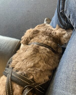 Carolyn Hennesy Instagram - Tuckered at Boston Logan.  Big fight this morning getting into the carrier—which we trained with Sunday night and all day yesterday.  Little fuc…darling…drew blood again (he’s so damn quick) because puppy teeth, being smaller, are like tiny scalpels.  And me, as I’m somewhat decrepit, well I’ve gotten slower. 

Someone’s going into training in very short order.

But we’re on our way home; me and the beloved Berkshire theater dog.