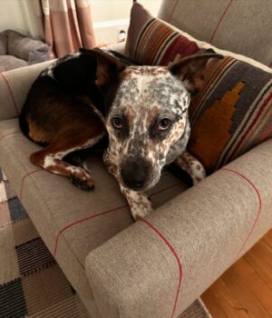 Carrie Brownstein Instagram - **donate for a chance at SK concert tix and a hotel stay** I adopted Banjo from @pnwcattledogrescue in September of 2020. He’s smart, shy, curious, sometimes overly serious and often very goofy. Plus he’s very handsome. I love him dearly and can’t imagine life without him. Now, SK is helping @pnwcattledogrescue—a volunteer-powered, foster-based non profit—raise funds, so that they can continue to rescue, care for, and find homes for dogs. They’re currently holding their annual fundraising auction and you can bid on two VIP Tickets to see SK play at @thesquarepdx in Portland, OR with @amylandthesniffers on August 7th! You also get a two-night stay at the 4-star @woodlark_hotel, a signed SK LP and an SK T-shirt of your choice. Come staycation or vacation in Portland! Link to auction in our bio.