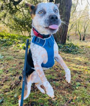 Carrie Brownstein Instagram - **donate for a chance at SK concert tix and a hotel stay** I adopted Banjo from @pnwcattledogrescue in September of 2020. He’s smart, shy, curious, sometimes overly serious and often very goofy. Plus he’s very handsome. I love him dearly and can’t imagine life without him. Now, SK is helping @pnwcattledogrescue—a volunteer-powered, foster-based non profit—raise funds, so that they can continue to rescue, care for, and find homes for dogs. They’re currently holding their annual fundraising auction and you can bid on two VIP Tickets to see SK play at @thesquarepdx in Portland, OR with @amylandthesniffers on August 7th! You also get a two-night stay at the 4-star @woodlark_hotel, a signed SK LP and an SK T-shirt of your choice. Come staycation or vacation in Portland! Link to auction in our bio.