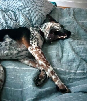 Carrie Brownstein Instagram - **donate for a chance at SK concert tix and a hotel stay** I adopted Banjo from @pnwcattledogrescue in September of 2020. He’s smart, shy, curious, sometimes overly serious and often very goofy. Plus he’s very handsome. I love him dearly and can’t imagine life without him. Now, SK is helping @pnwcattledogrescue—a volunteer-powered, foster-based non profit—raise funds, so that they can continue to rescue, care for, and find homes for dogs. They’re currently holding their annual fundraising auction and you can bid on two VIP Tickets to see SK play at @thesquarepdx in Portland, OR with @amylandthesniffers on August 7th! You also get a two-night stay at the 4-star @woodlark_hotel, a signed SK LP and an SK T-shirt of your choice. Come staycation or vacation in Portland! Link to auction in our bio.