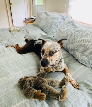 Carrie Brownstein Instagram - **donate for a chance at SK concert tix and a hotel stay** I adopted Banjo from @pnwcattledogrescue in September of 2020. He’s smart, shy, curious, sometimes overly serious and often very goofy. Plus he’s very handsome. I love him dearly and can’t imagine life without him. Now, SK is helping @pnwcattledogrescue—a volunteer-powered, foster-based non profit—raise funds, so that they can continue to rescue, care for, and find homes for dogs. They’re currently holding their annual fundraising auction and you can bid on two VIP Tickets to see SK play at @thesquarepdx in Portland, OR with @amylandthesniffers on August 7th! You also get a two-night stay at the 4-star @woodlark_hotel, a signed SK LP and an SK T-shirt of your choice. Come staycation or vacation in Portland! Link to auction in our bio.