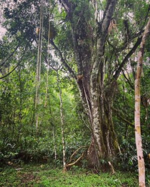 Ceallach Spellman Instagram - A couple of weeks ago, I had the incredible opportunity & privilege to explore the Atlantic Forest in Brazil & Argentina with the amazing teams from @wwf_uk @wwfbrasil @oncasdoiguacu @proyectoyaguarete 🐾
 
Words capture how special and inspiring my time was over there. Pure magic ✨

The love, passion and dedication I saw & felt from the team was something that will stay with me forever. They work tirelessly, all year round, to protect this vital forest habitat for all the wildlife & plants that call it home and in turn, us. 

WWF recently unveiled the groundbreaking Forest Pathways Report, looking at the health and current state of the worlds Forests. 

It features a case study from the area I visited. The Atlantic Forest, a lush, rich, diverse tropical haven in South America, is in grave danger, with 76% of its original forest cover already lost.

Safe to say it doesn’t make for happy reading BUT it shows there is are pathways open to protecting and restoring our crucial forests & their eco systems around the world. 

There’s time and there’s still hope. Together, we can bring our world back to life and change the world. 

 I came back feeling even more inspired and committed to do all I can. More photos and videos from my trip and time in Brazil to come ✌🏼💚

#ForestPathways #WWF