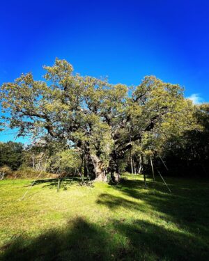 Ceallach Spellman Instagram - Magical day in Sherwood Forrest ✨ 

Home to the biggest Oak tree in England, thought to be around 1000 years old. Course that beauty got hugged. Said hello to Robin & his merry men while I was there to.

You can see what Kedar and I got up to soon ✌🏼💚