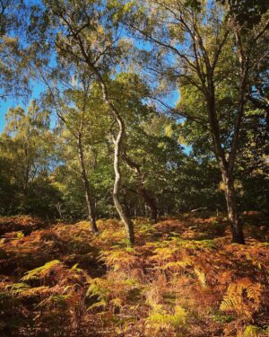 Ceallach Spellman Instagram - Magical day in Sherwood Forrest ✨ 

Home to the biggest Oak tree in England, thought to be around 1000 years old. Course that beauty got hugged. Said hello to Robin & his merry men while I was there to.

You can see what Kedar and I got up to soon ✌🏼💚