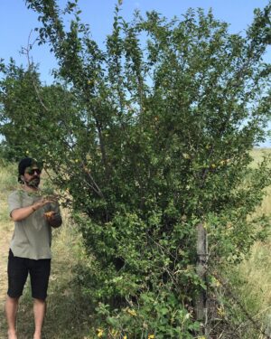 Cemil Şahin Instagram - 👻🌳🍃