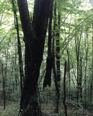 Cemil Şahin Instagram - Köy 🌳🍃