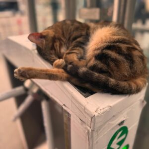 Ceren Taşçı Instagram - Size biraz sokakta tanıştığım dostlarımla sevgi basmaya geldim.Sokaklar sizinle o kadar güzel ki❤️Size zarar veren yine insan,sokakları size zarar veren insanlardan temizlemek gerekiyor çünkü o insanın içindeki kötülüğü ve cehaleti besleyince ortaya çıkıyor şiddet.Bir hayvan eğer ona zarar vermez tehdit oluşturmazsanız size durduk yere zarar vermez.Sokakta sevdiğimiz bütün canlar bizimdir,sahipsiz değildir.
#yasayıgeriçek #yasadeğilcinayet #sokakhayvanlarısahipsizdeğil