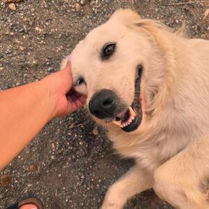 Ceren Taşçı Instagram - Size biraz sokakta tanıştığım dostlarımla sevgi basmaya geldim.Sokaklar sizinle o kadar güzel ki❤️Size zarar veren yine insan,sokakları size zarar veren insanlardan temizlemek gerekiyor çünkü o insanın içindeki kötülüğü ve cehaleti besleyince ortaya çıkıyor şiddet.Bir hayvan eğer ona zarar vermez tehdit oluşturmazsanız size durduk yere zarar vermez.Sokakta sevdiğimiz bütün canlar bizimdir,sahipsiz değildir.
#yasayıgeriçek #yasadeğilcinayet #sokakhayvanlarısahipsizdeğil