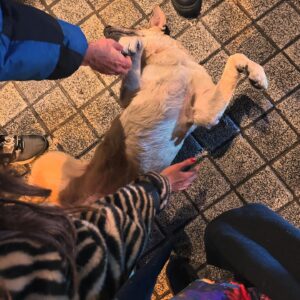 Ceren Taşçı Instagram - Size biraz sokakta tanıştığım dostlarımla sevgi basmaya geldim.Sokaklar sizinle o kadar güzel ki❤️Size zarar veren yine insan,sokakları size zarar veren insanlardan temizlemek gerekiyor çünkü o insanın içindeki kötülüğü ve cehaleti besleyince ortaya çıkıyor şiddet.Bir hayvan eğer ona zarar vermez tehdit oluşturmazsanız size durduk yere zarar vermez.Sokakta sevdiğimiz bütün canlar bizimdir,sahipsiz değildir.
#yasayıgeriçek #yasadeğilcinayet #sokakhayvanlarısahipsizdeğil