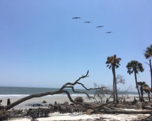 Charles Halford Instagram - Life is a dream.  And then...
#blue
#birds
#beach
#beautiful
#outerbanks 
#palmtrees 
#decay
#obx
#bts