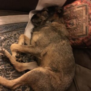 Charles Halford Instagram - Do I know any “movie dog” trainers..? Lady has got the itch... ...And I don’t mean fleas.
#badunchun #rimshot

SERIOUSLY THOUGH.  Anyone? 
#MovieDog #dogtrainer #Help
#ladyandthetramp #ladylookslikethetramp
#whosagoodgirl #dognap #actorlife