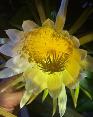 Charles Halford Instagram - The first dragon breathes
Tropical storm Los Angeles 
pollen paste, create.

. #pitaya #night #flowers #rain #haiku