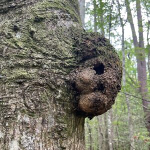 Charles Halford Instagram - The trees have eyes…. And mouths… #facesoftheearth #facesinthings