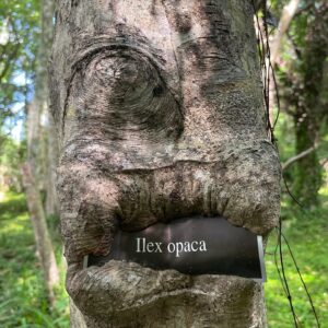 Charles Halford Instagram - The trees have eyes…. And mouths… #facesoftheearth #facesinthings