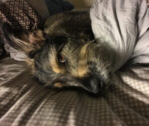 Charles Halford Instagram - Dog faced girl. 
#LadyMacBeard
#dog #bestfriend 
#bedhead #ladyandthetramp