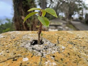 Charles Halford Instagram - Life finds a way.
