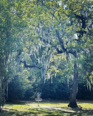 Charles Halford Instagram - Bogue lyfe.  #trademark 
#spanishmoss #discgolf