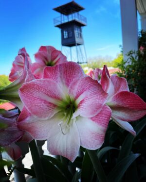Charles Halford Instagram - Pink and blue.
Who’s watching who?
Doo bee doo bee do. 🎶