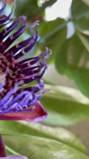 Charles Halford Instagram - Dizzying - dazzling.  Life/Cycle.  Have a magical weekend.  #passionflower #pasiflora #purple #yardart #magic