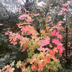 Charles Halford Instagram - Breaking the law.  I shot the ish outta the place. I just wish you could smell these photos.  #autumn #utah #skyline #color #nature #freshair #decay #fall #winteriscoming