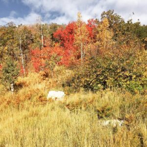 Charles Halford Instagram - Breaking the law.  I shot the ish outta the place. I just wish you could smell these photos.  #autumn #utah #skyline #color #nature #freshair #decay #fall #winteriscoming