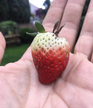 Charles Halford Instagram - #homegrown
#Strawberry
#DirtCandy
#garden
#grow
#eat
#yummy 
#nomnom 
#plantbased 
#yummy 
#fruity
#fun
#la 
#v