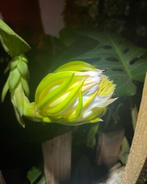 Charles Halford Instagram - The first dragon breathes
Tropical storm Los Angeles 
pollen paste, create.

. #pitaya #night #flowers #rain #haiku