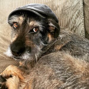 Charles Halford Instagram - Thanks for the love.  And big (Big John) love back to yous all!  As a token of my appreciation, here is a semi-recent photoshoot of my dog in a hat.  #p4l #dogsofinstagram #dogsinhats :)❤️!