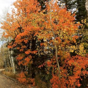 Charles Halford Instagram - Breaking the law.  I shot the ish outta the place. I just wish you could smell these photos.  #autumn #utah #skyline #color #nature #freshair #decay #fall #winteriscoming